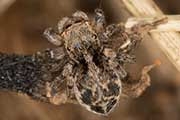 Jumping Spider (Maratus nigromaculatus) (Maratus nigromaculatus)